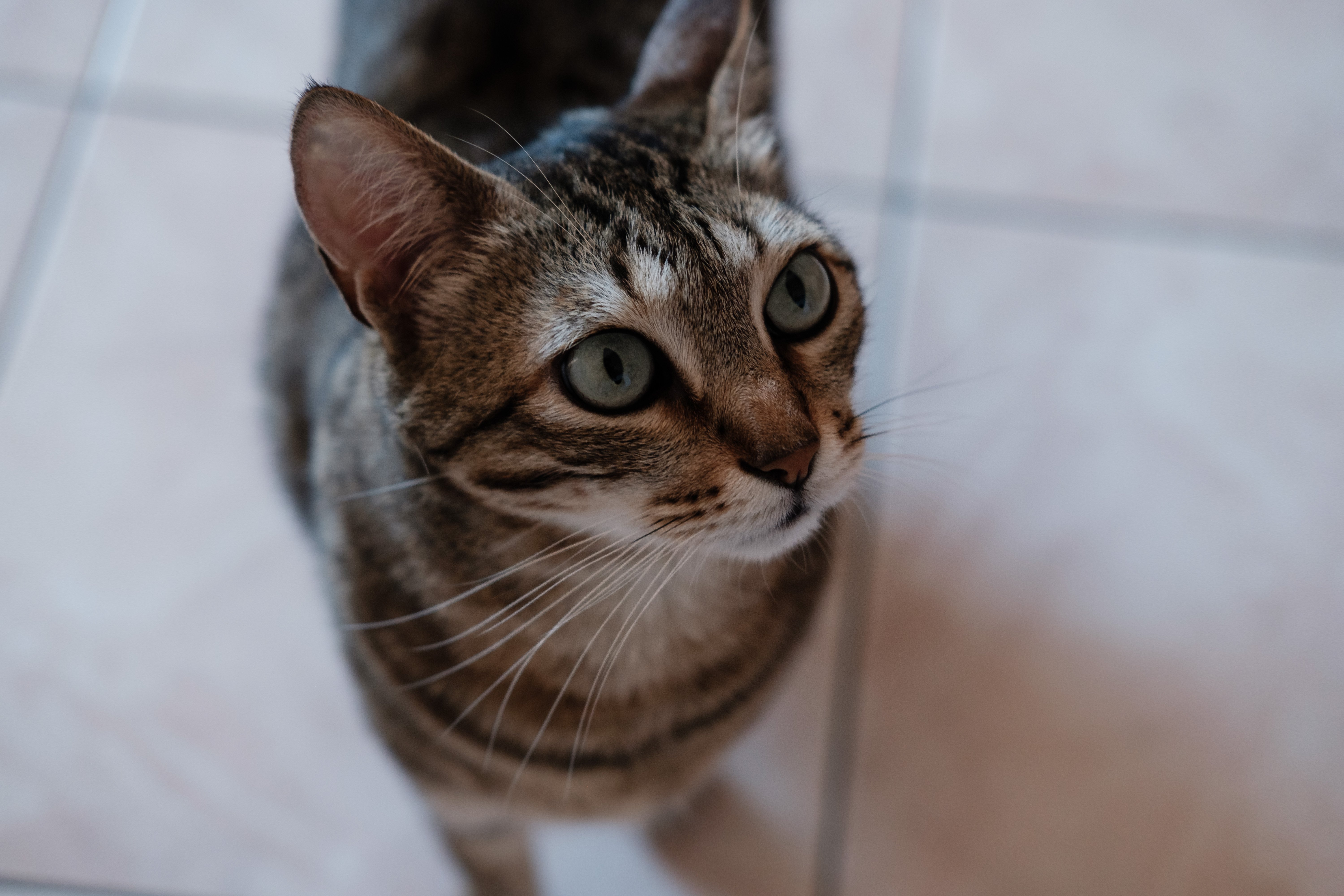 Primo piano di un gatto europeo tigrato seduto sul pavimento piastrellato; orecchie erette, occhi grandi rivolti verso l’alto, pelo a strisce marrone e nero, dettagli del muso nitidi; luce naturale laterale che crea riflessi negli occhi.